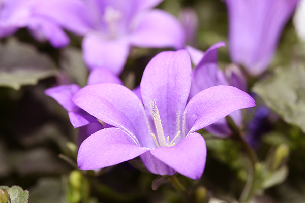 ベルフラワーの育て方 可愛い花を咲かせる7つのポイント 植物theworld