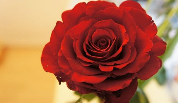 薔薇の花言葉に女性が思わずグッとくる９つの理由