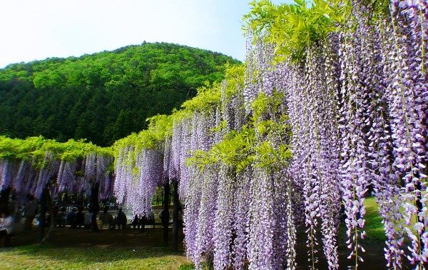 藤の花がきれいな名所、関西のおすすめスポット7選！