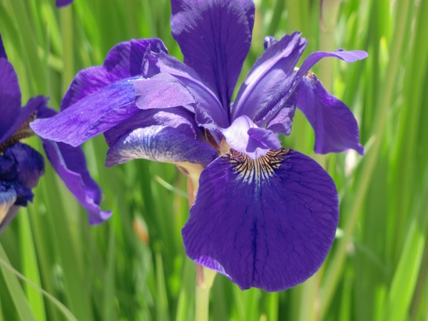 あやめの花言葉を使って素敵なメッセージを贈る７つの方法 花咲マニアとアロマさん