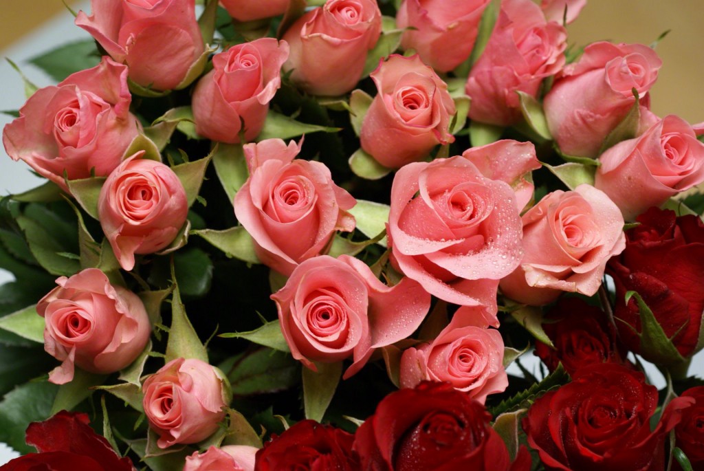 花言葉の贈り物、バラを使って気持ちを伝える７つの理由☆