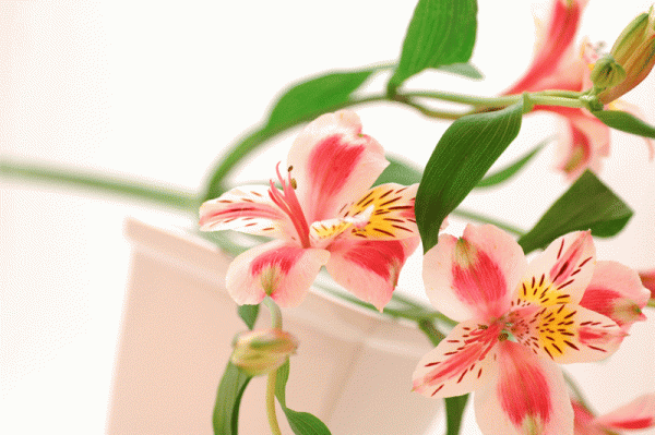 アルストロメリアの花言葉、色別に違う７つの贈り方のコツ