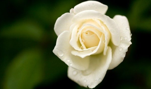 白いバラの花言葉が尊敬する人への贈り物に良い７つの理由