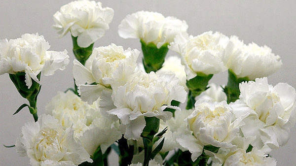献花台へ供える花を持参する際に知っておくべき７つの事