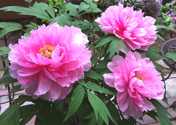 牡丹の花言葉は富貴！皇帝も愛した牡丹の特徴・由来を紹介