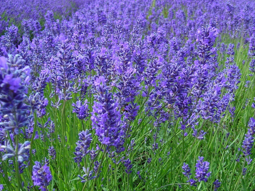 紫の花で心と体を穏やかに☆ラベンダーの効能と取り入れ方