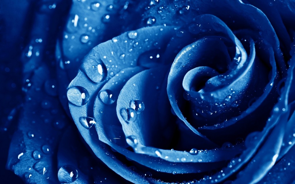青いバラの花言葉を添えて、想いを伝える7つのアイデア