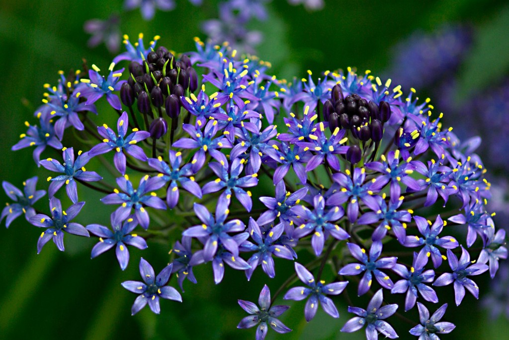紫の花を贈る☆シーン別おススメの7つの花々と組み合わせ