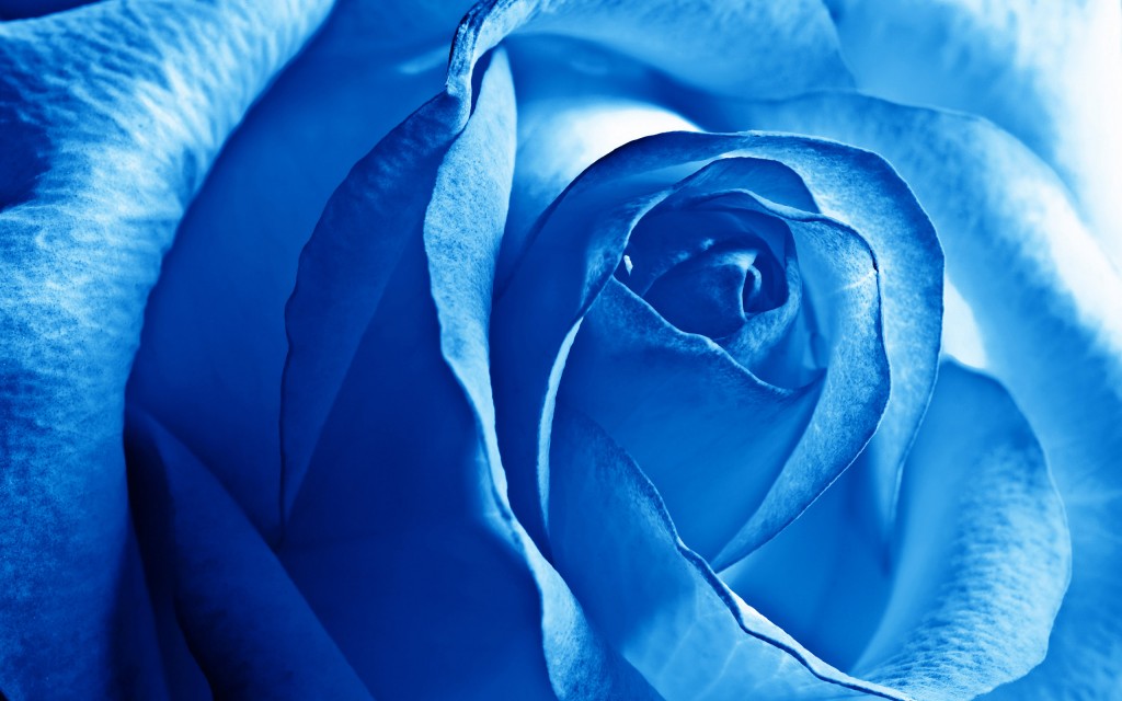 青いバラの花言葉と、花束におススメ7つの組み合わせ