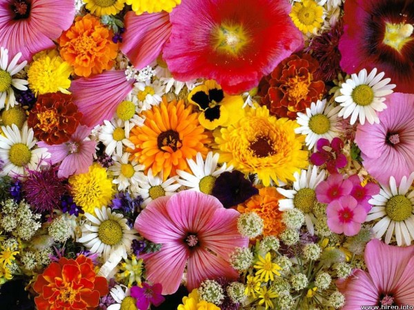 季節の花でリラックス☆室内に飾って癒す四季の花々