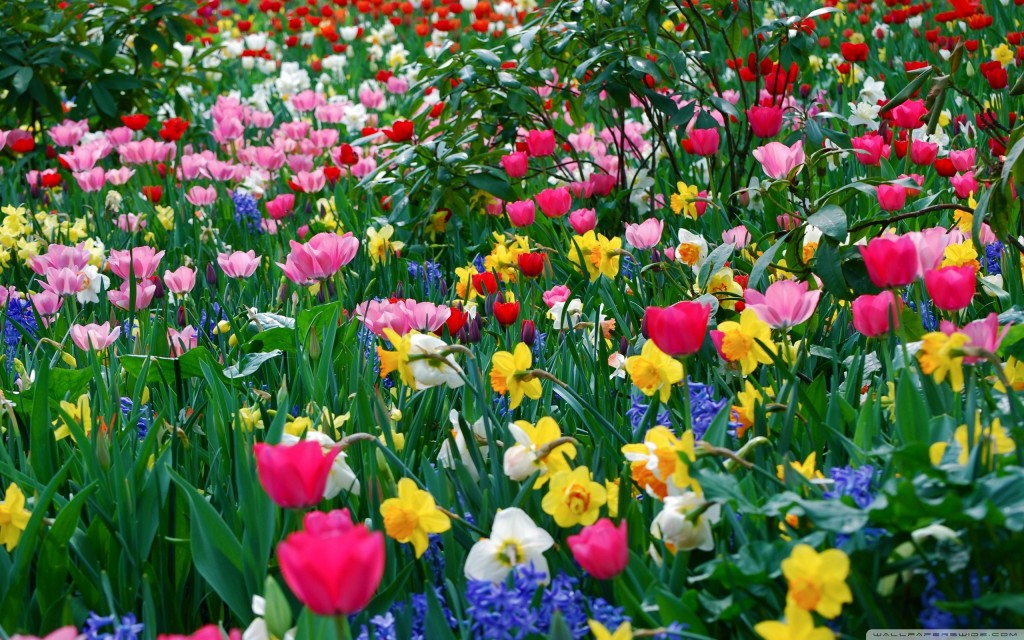 春の花を眺めて元気に☆おススメの花々とお手入れ法