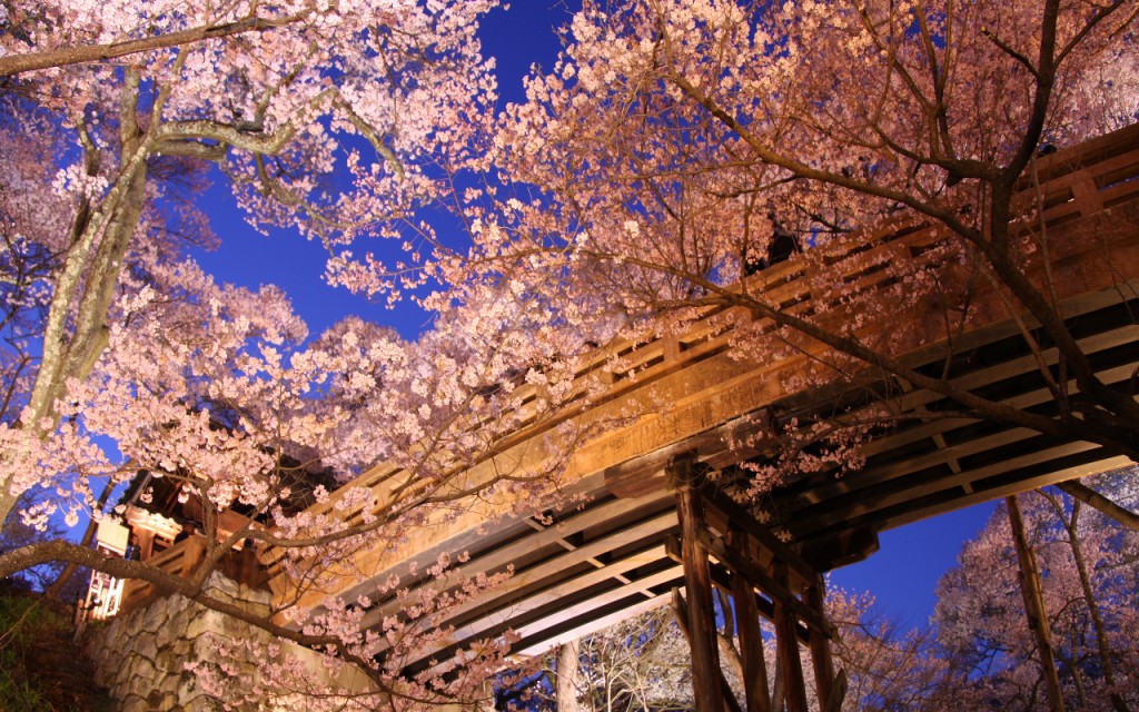 桜の種類とおすすめスポット☆花見を楽しむ観光地