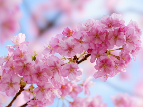桜の種類と特徴☆花見前に知りたい7つの基礎知識