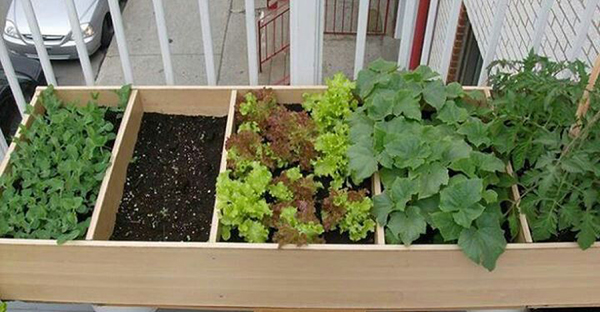 プランター野菜は簡単！狭いスペースでも育つおすすめ品種