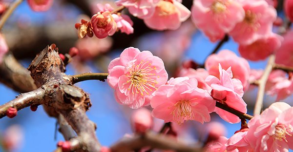 梅の花言葉を贈る☆日本の美徳が詰まった７つのメッセージ