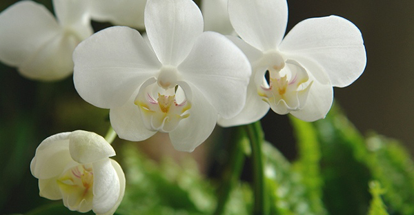 胡蝶蘭の育て方☆贈られた花を長持ちさせる７つのポイント