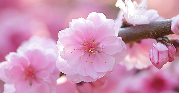 桃の花言葉は可愛い☆女の子に贈りたい７つのメッセージ