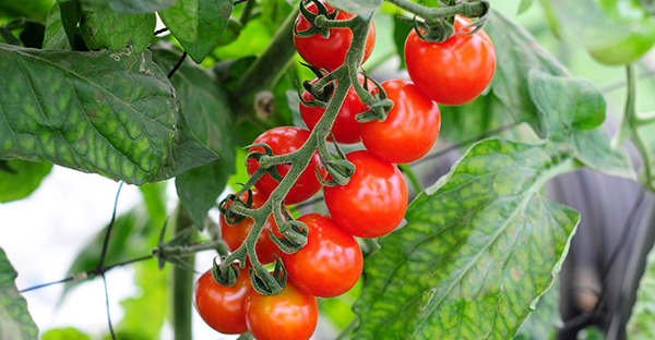 ミニトマトの育て方☆キッチンで収穫する水耕栽培の方法