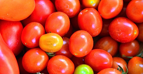 家庭菜園はトマトから☆初めてでも美味しく育つ７つの手順