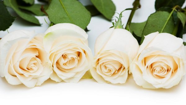 白薔薇の花言葉を使って相手を感動させる５つのコツ