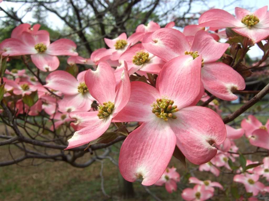 カーネーションの花言葉に隠された５つの意味 花咲マニアとアロマさん
