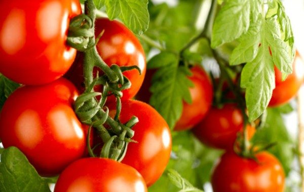 上手なトマトの育て方に必要な５つのポイント