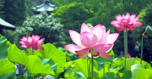 ハスの花の不思議☆仏陀との関係など、知りたい豆知識