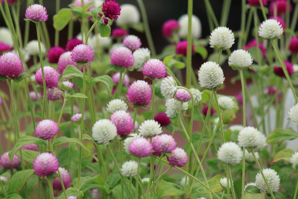 黄色いバラの花言葉 意味と役立つ５つの知識 花咲マニアとアロマさん