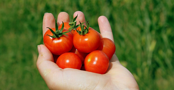 ミニトマトの育て方☆ベランダで美味しく収穫するポイント