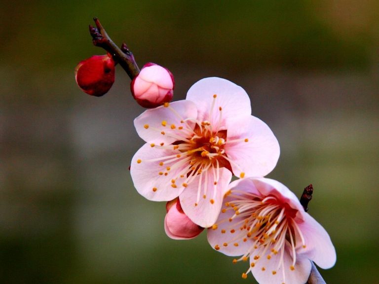 梅の花言葉に隠された５つの意味 花咲マニアとアロマさん