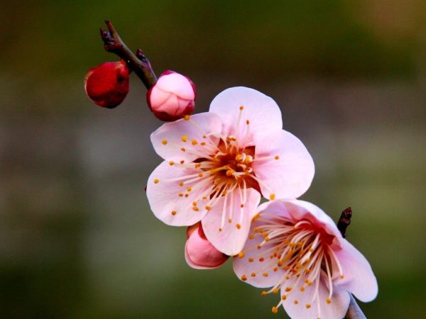 胡蝶蘭の花言葉が贈り物にめちゃめちゃ喜ばれる７つの理由 花咲マニアとアロマさん