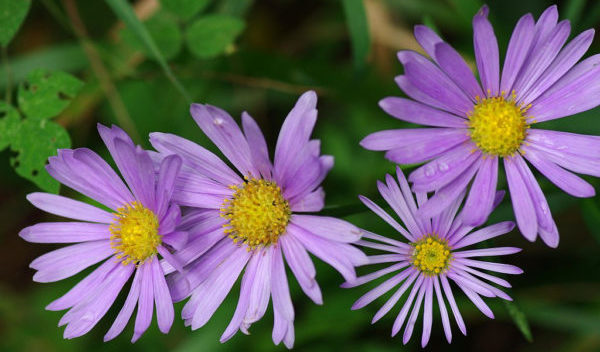 紫苑の花言葉 意味と役立つ5つの豆知識 花咲マニアとアロマさん