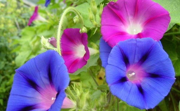夏に咲く花を上手に育てる５つの方法 花咲マニアとアロマさん
