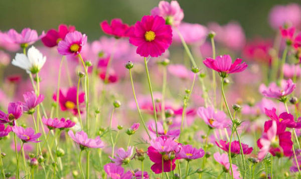 秋に咲く花の長持ち法と５つの楽しみ方 花咲マニアとアロマさん