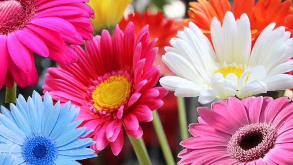 胡蝶蘭の花言葉が贈り物にめちゃめちゃ喜ばれる７つの理由 花咲マニアとアロマさん