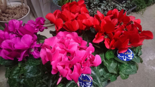シクラメンの花言葉を色別に使い分けて贈る５つの意味 花咲マニアとアロマさん