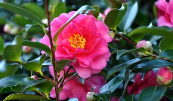山茶花の花言葉を使って気持ちを伝える５つのポイント 花咲マニアとアロマさん