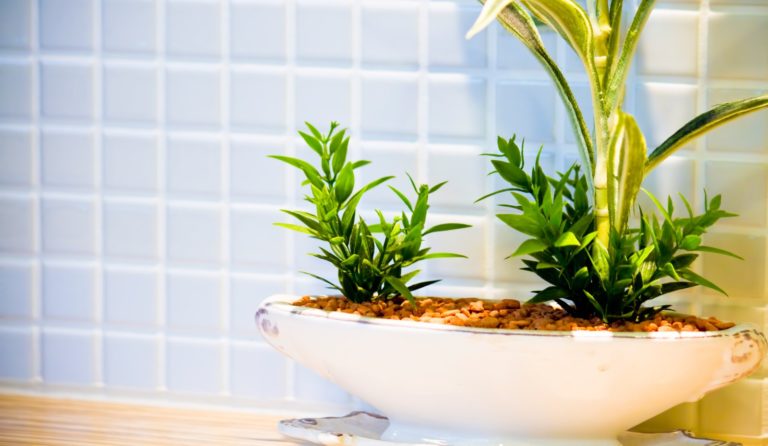 トイレを癒し空間に変える観葉植物の選び方