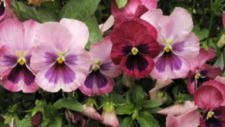 パンジーの花言葉に隠された意味 花咲マニアとアロマさん