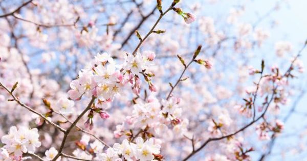 桜の花言葉 品種ごとに隠された意味 花咲マニアとアロマさん