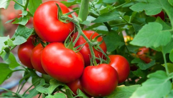 トマトを栽培しているイメージ